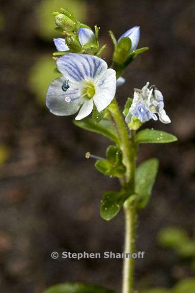 veronica serpylifolia ssp humifusa 7 graphic